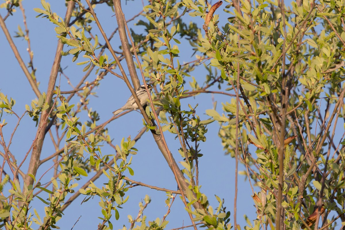 Траурная древесница - ML649925801