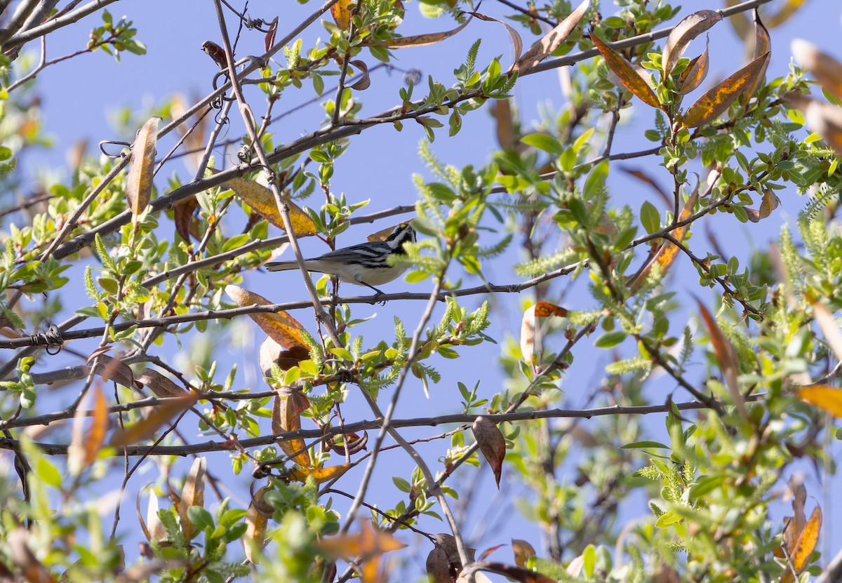 Траурная древесница - ML649925802