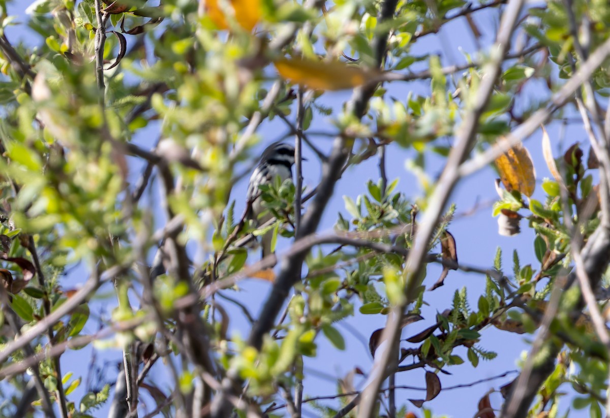 Траурная древесница - ML649925878