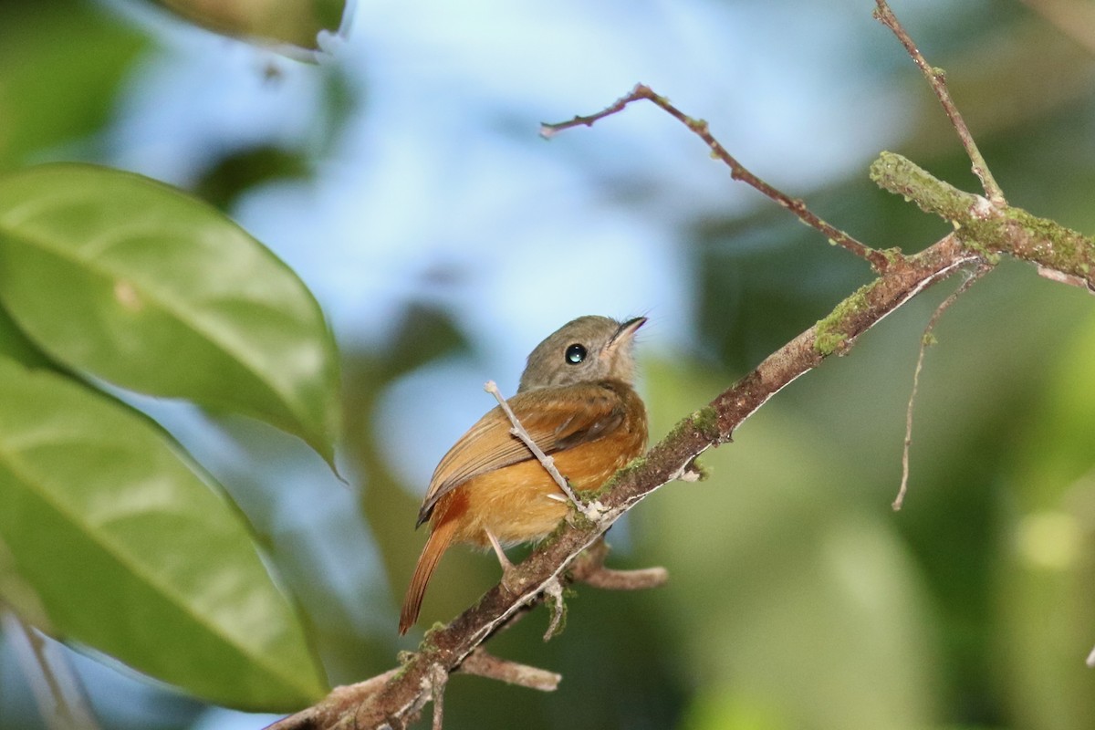 tyranovec rezavošedý - ML649926240