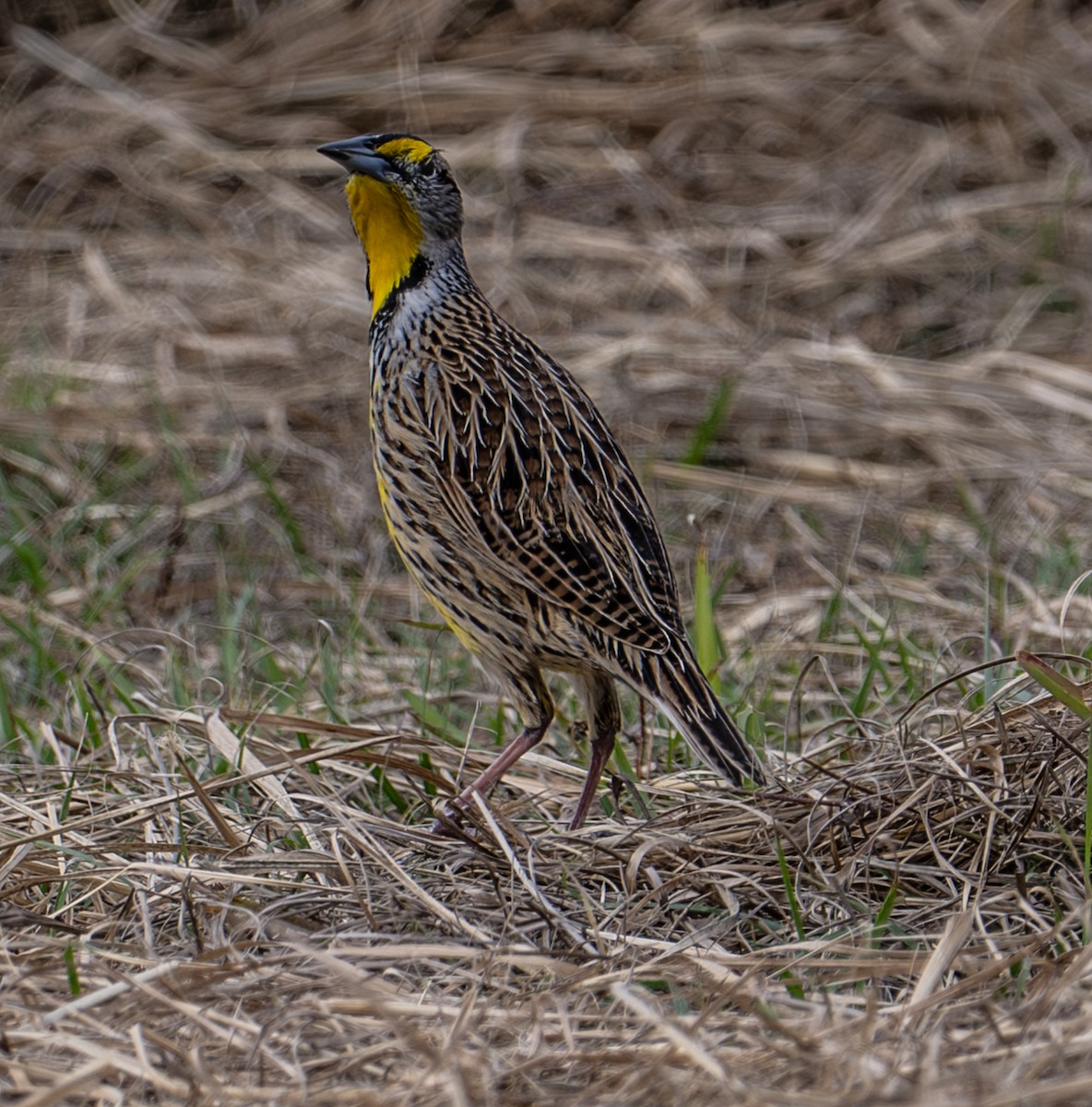 eBird Checklist - 30 Jan 2026 - 6332-6032 Pepper Road, Immokalee ...