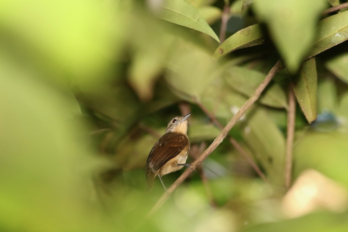 Gray Antwren - ML649926485