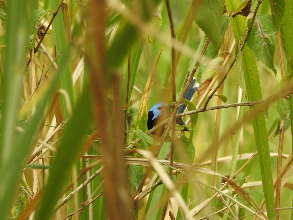 eBird Checklist - 1 Jun 2023 - Abattoir Swamp, Julatten - 7 species