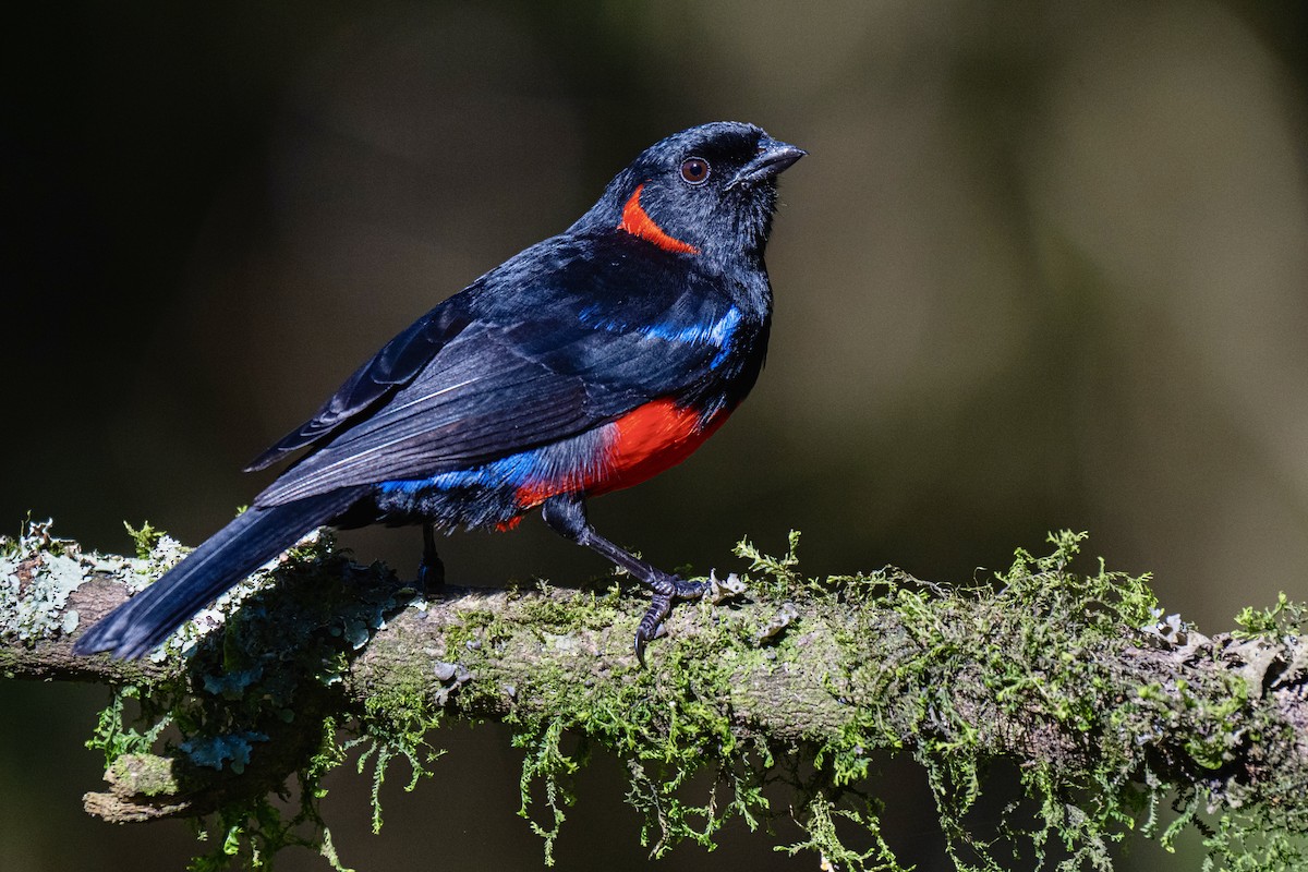 Scarlet-bellied Mountain Tanager (Scarlet-bellied) - ML649927062