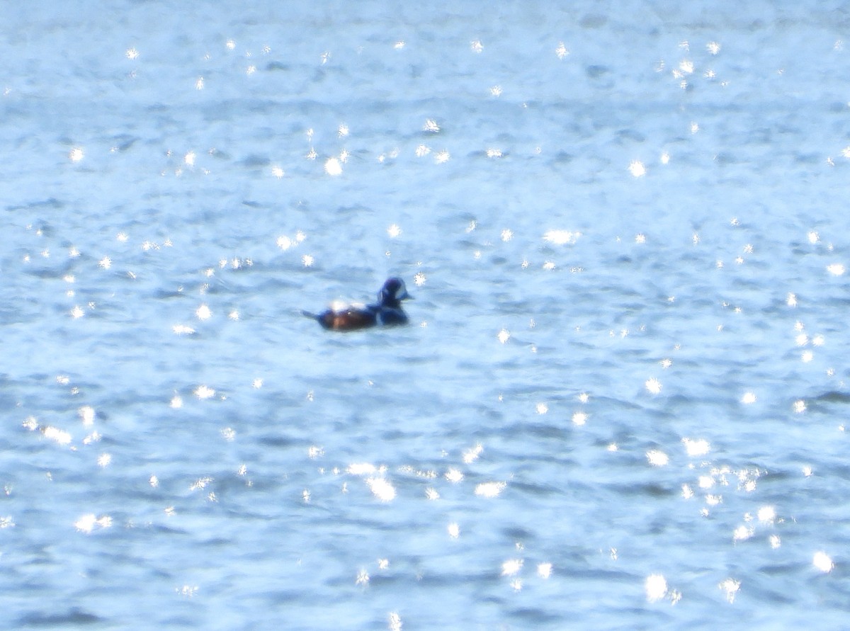 eBird Checklist - 30 Jan 2026 - Donald W. Barnes Boat Launch - 17 species