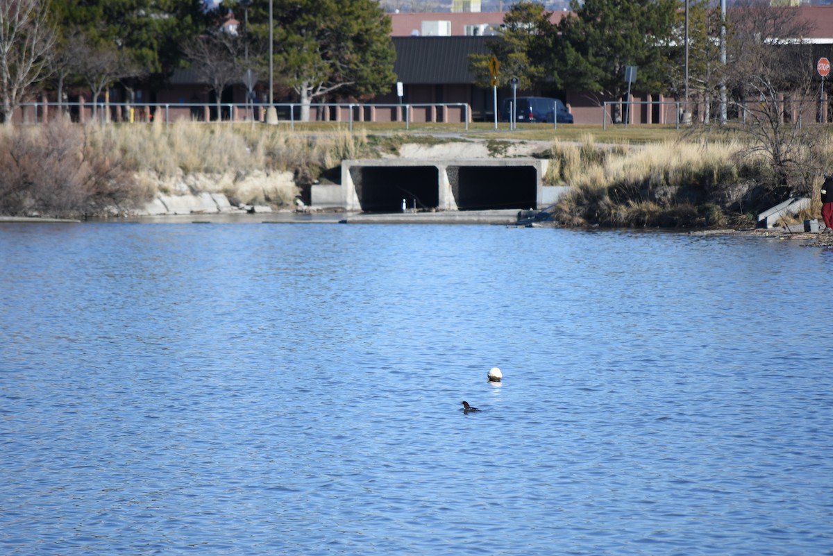 Smergo maggiore - ML649927694