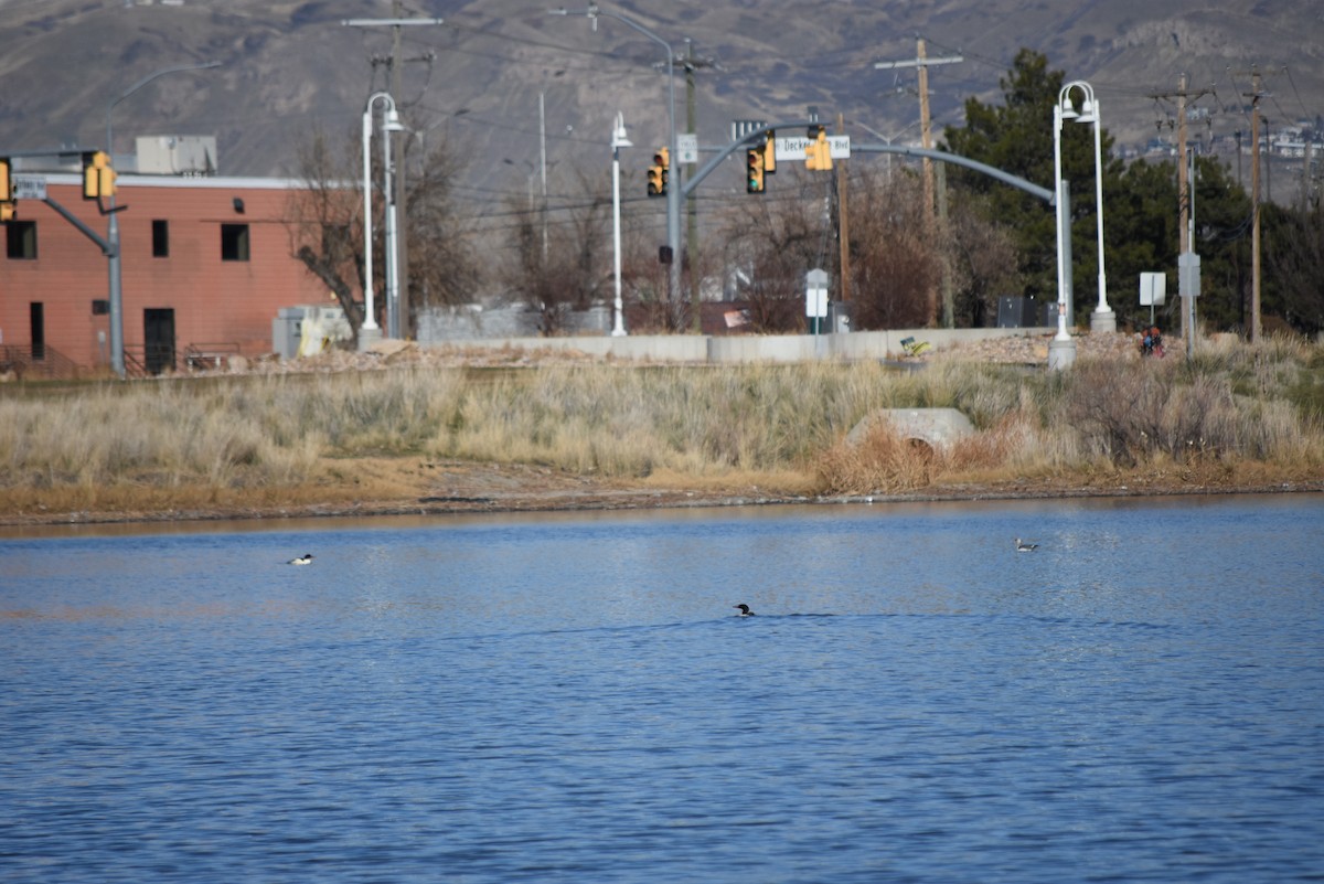 Smergo maggiore - ML649927695