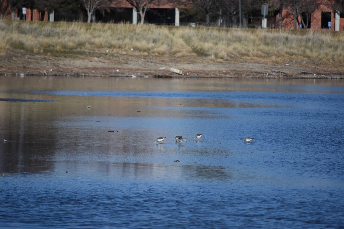 Greater Yellowlegs - ML649927721