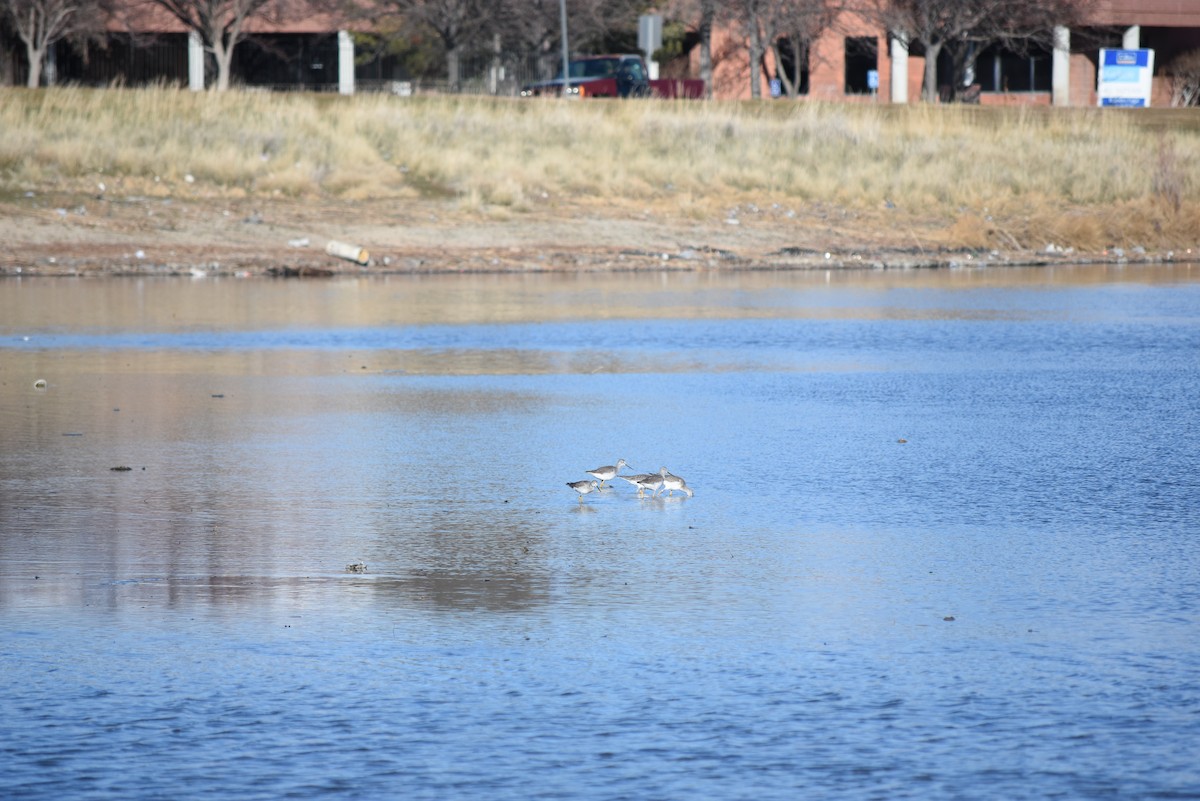 Greater Yellowlegs - ML649927724