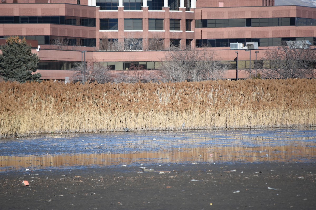 Great Blue Heron - ML649927770