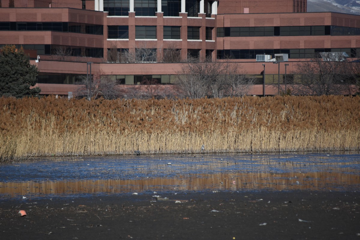 Great Blue Heron - ML649927771