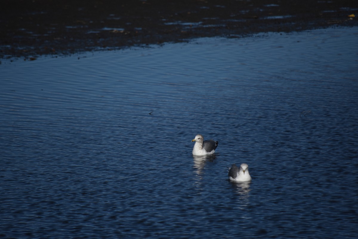 California Gull - ML649927841