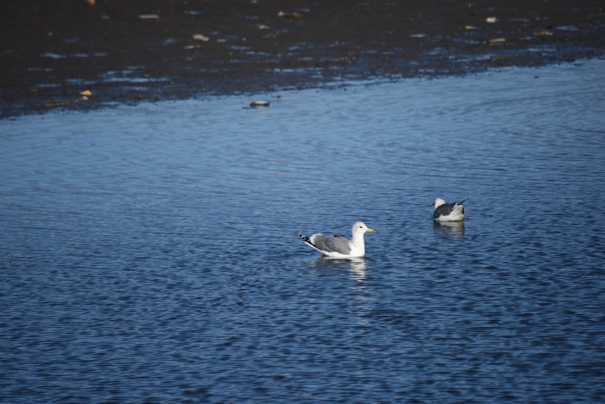 California Gull - ML649927843