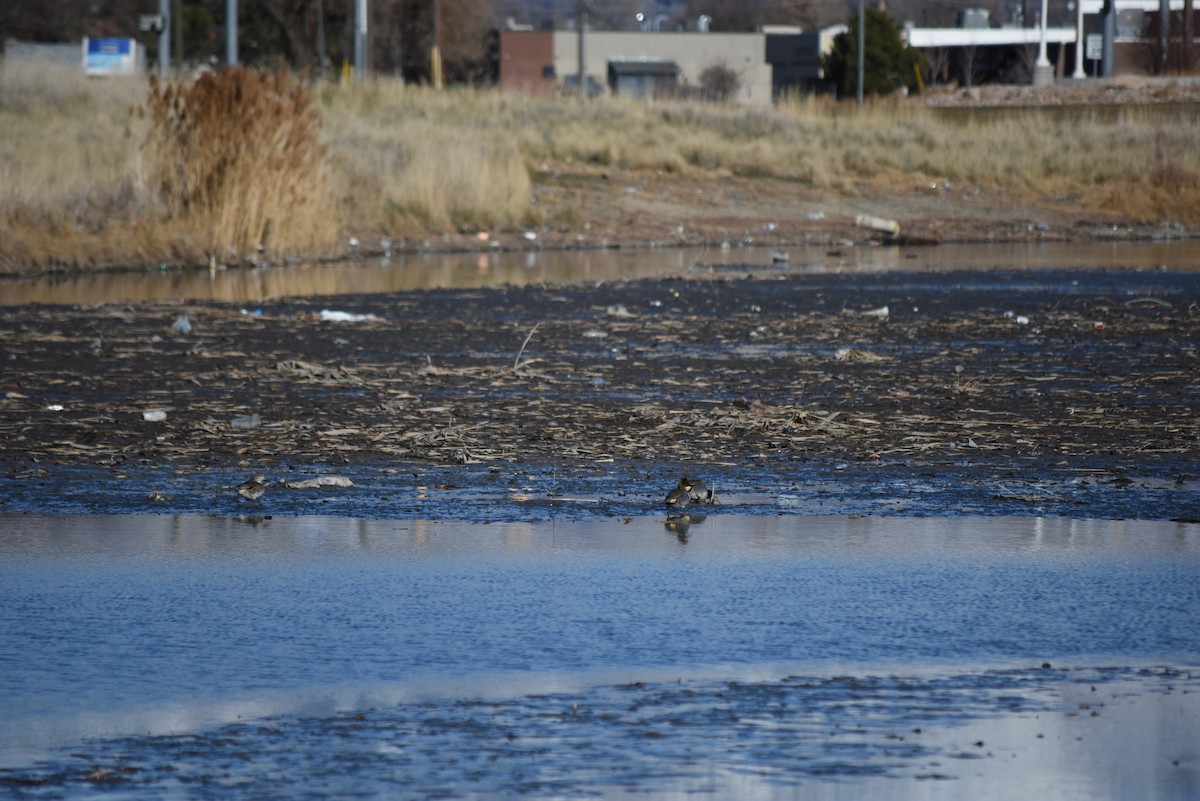 Alzavola - ML649927908