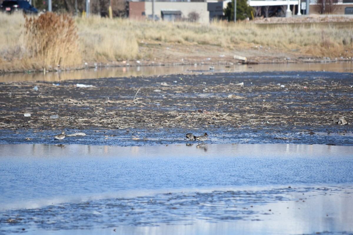 Alzavola - ML649927909