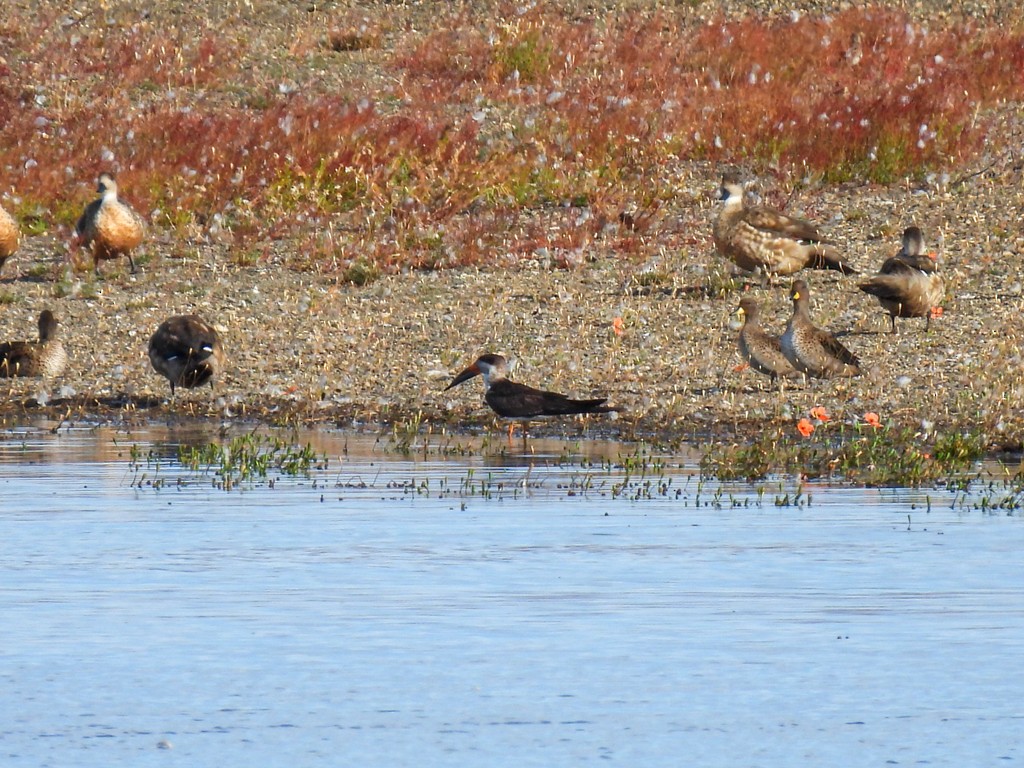 Black Skimmer - ML649928094