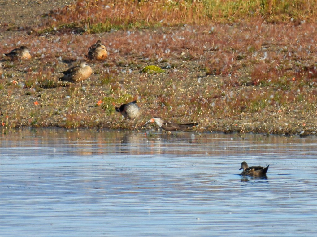 Black Skimmer - ML649928120