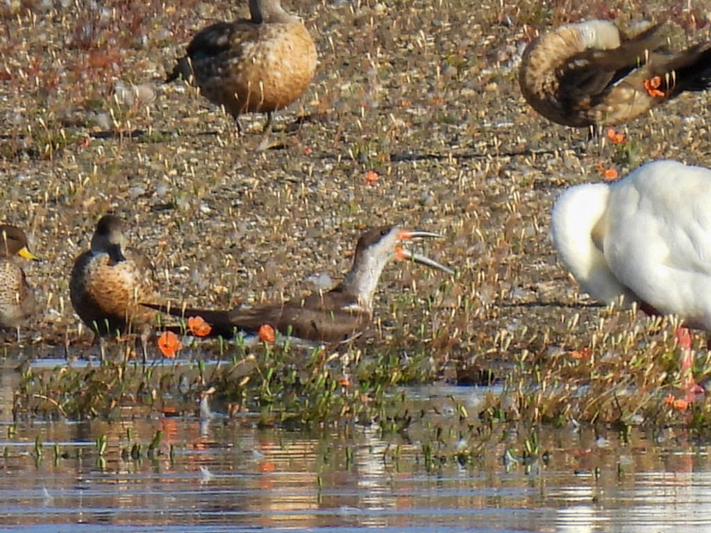 Black Skimmer - ML649928121