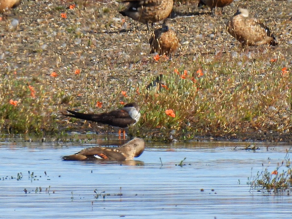 Black Skimmer - ML649928122