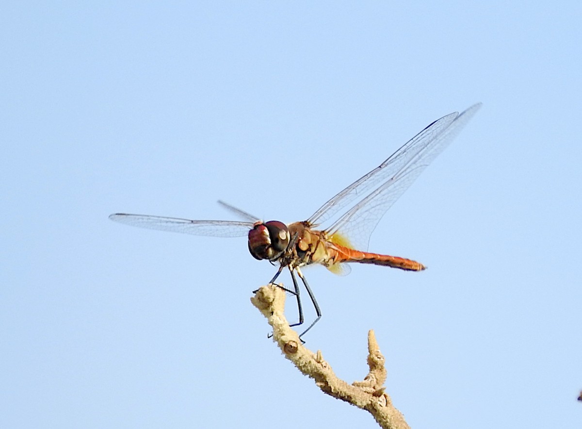 Wandering Pennant - ML649928127