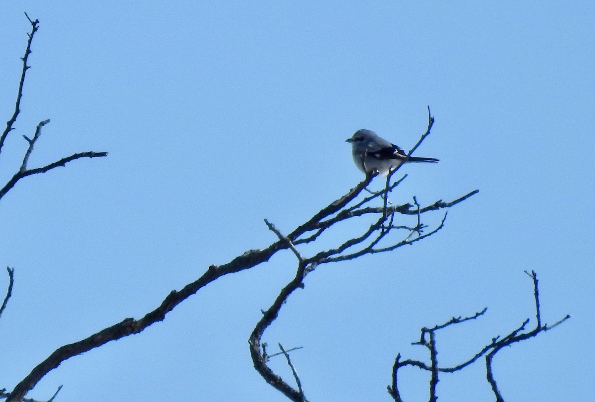 オオモズ - ML649928408