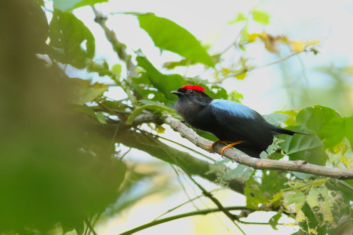 Lance-tailed Manakin - ML649928496
