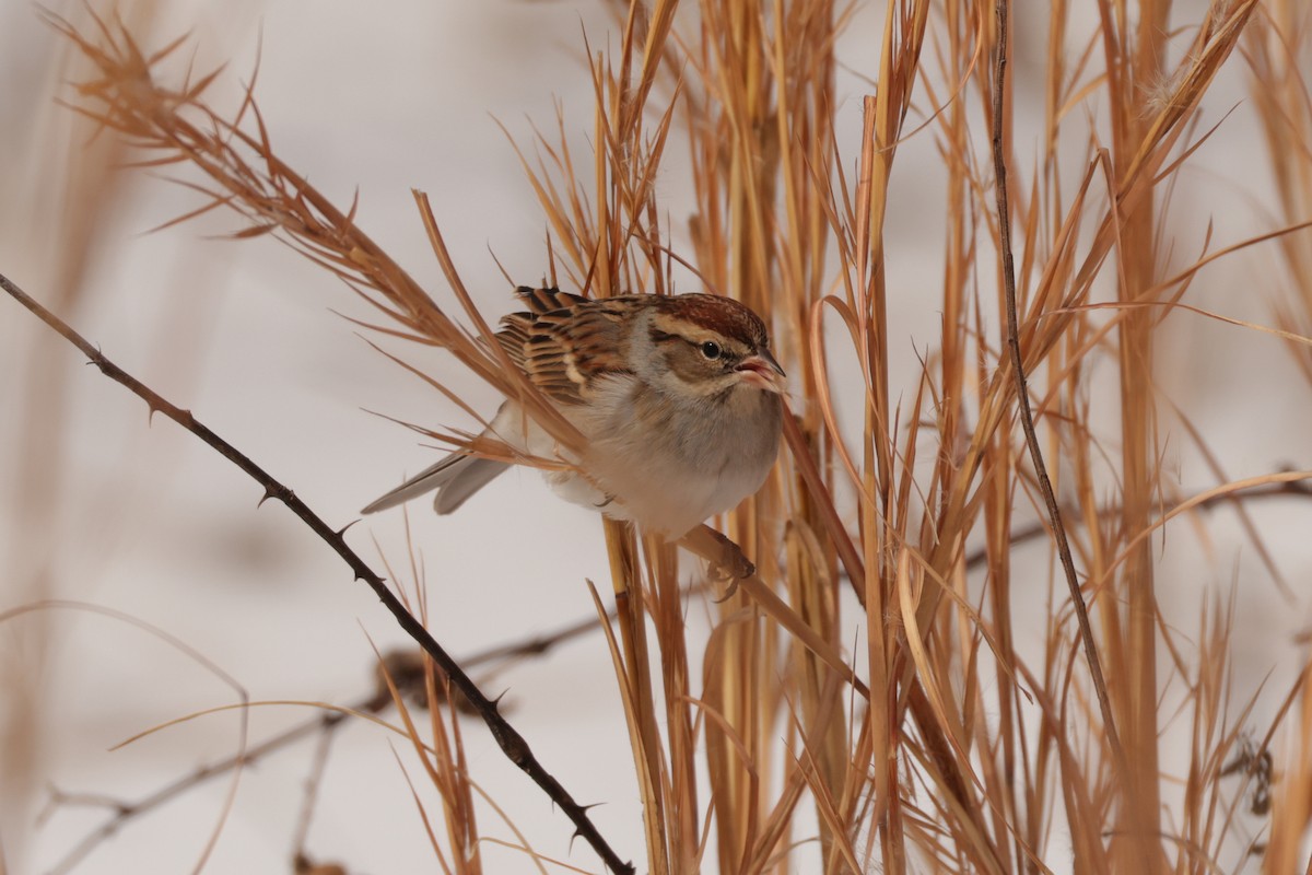 Schwirrammer - ML649928664