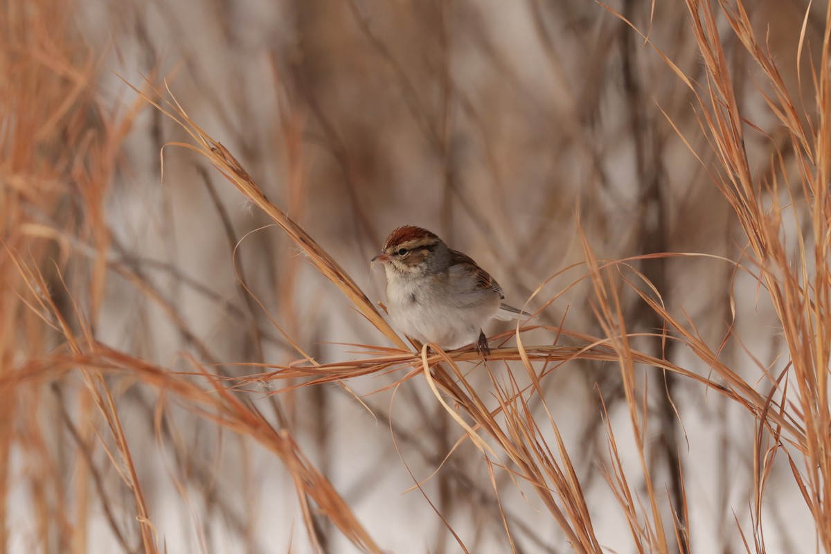 Schwirrammer - ML649928665