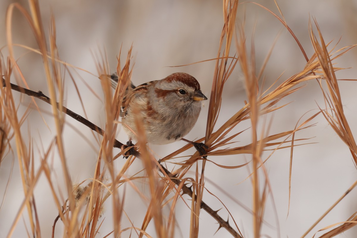 Baumammer - ML649928679