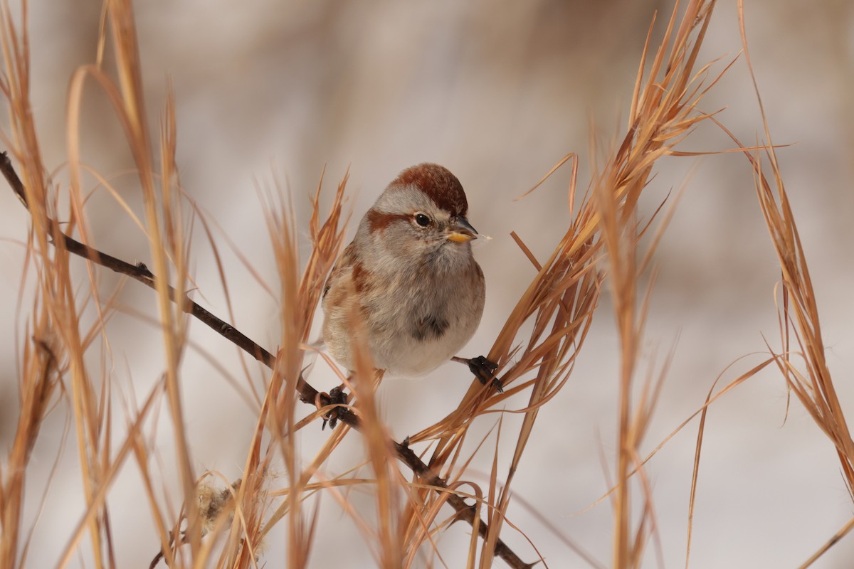 Baumammer - ML649928680