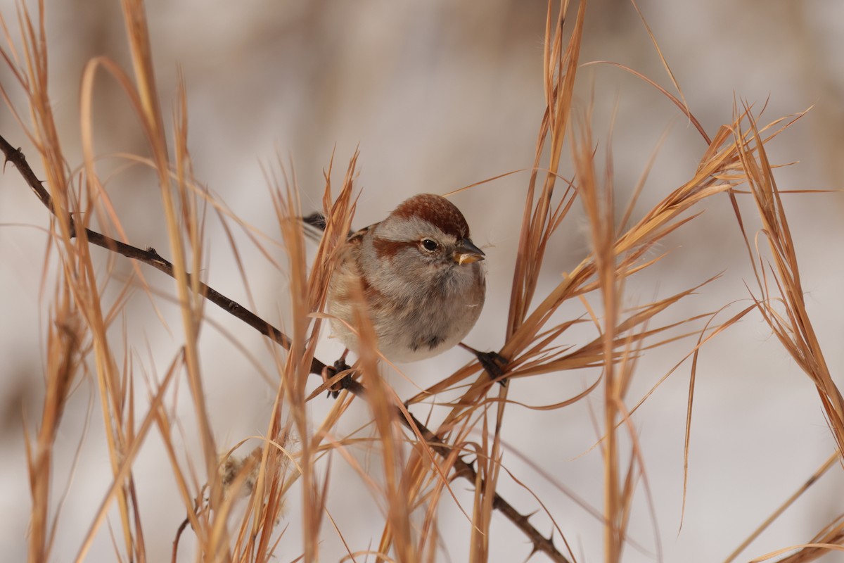 Baumammer - ML649928681