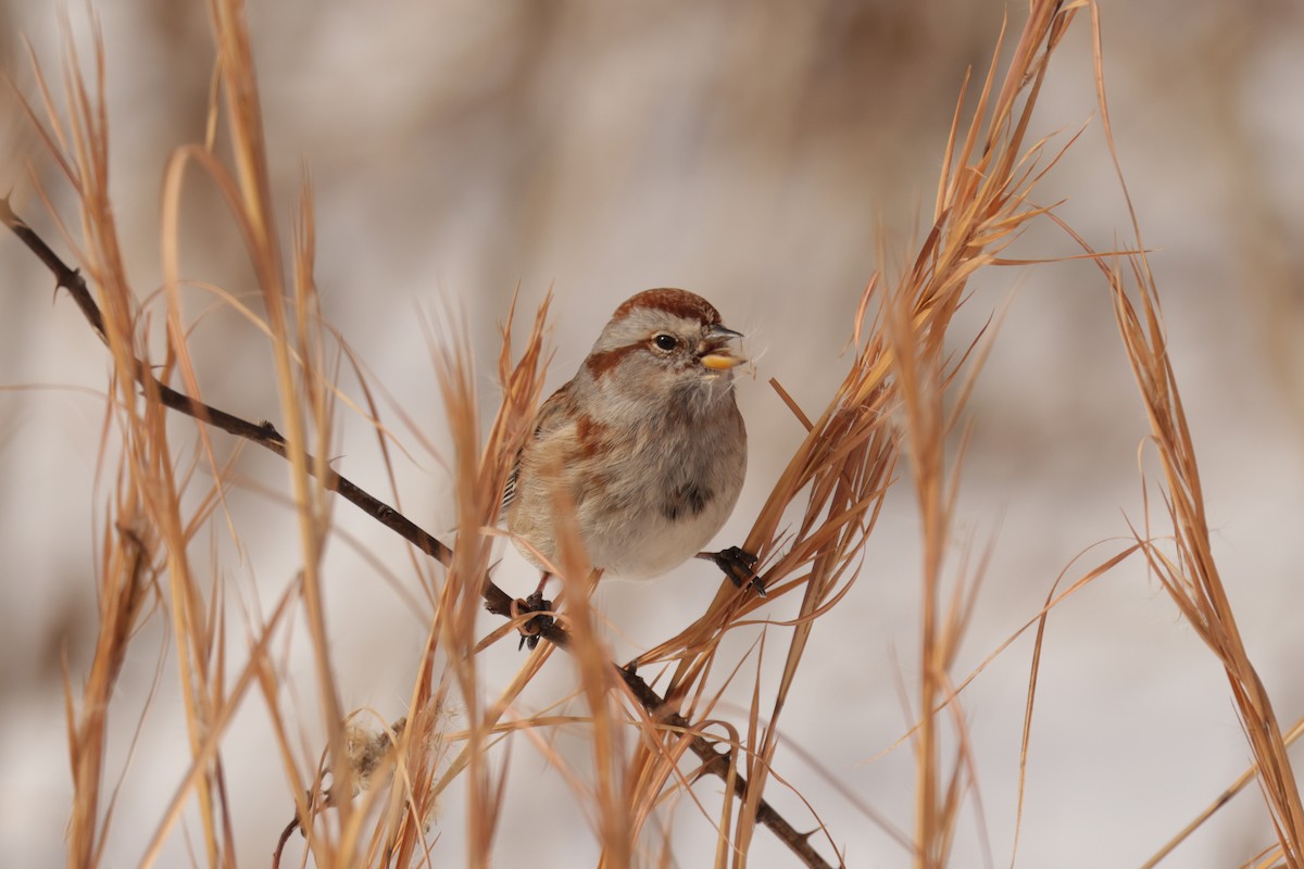 Baumammer - ML649928683