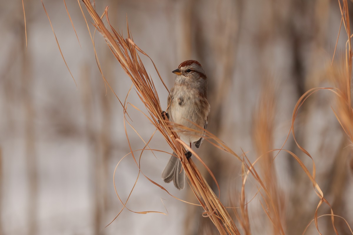 Baumammer - ML649928684