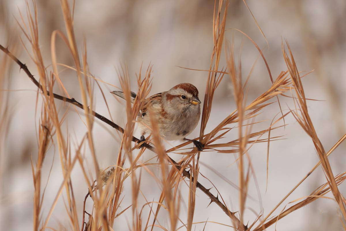 Baumammer - ML649928685