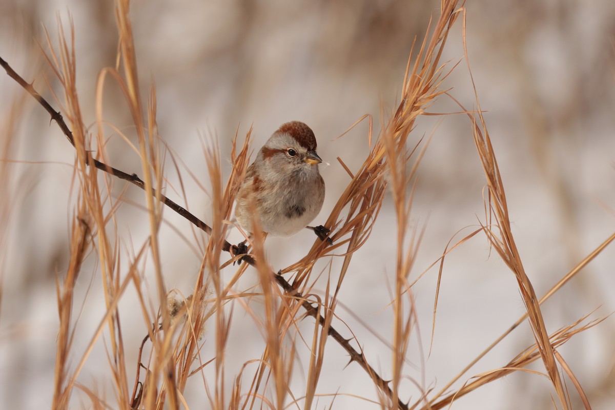 Baumammer - ML649928686