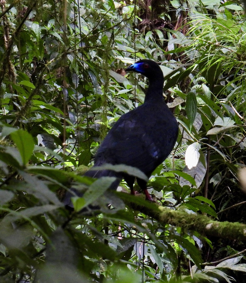 Black Guan - ML649929398