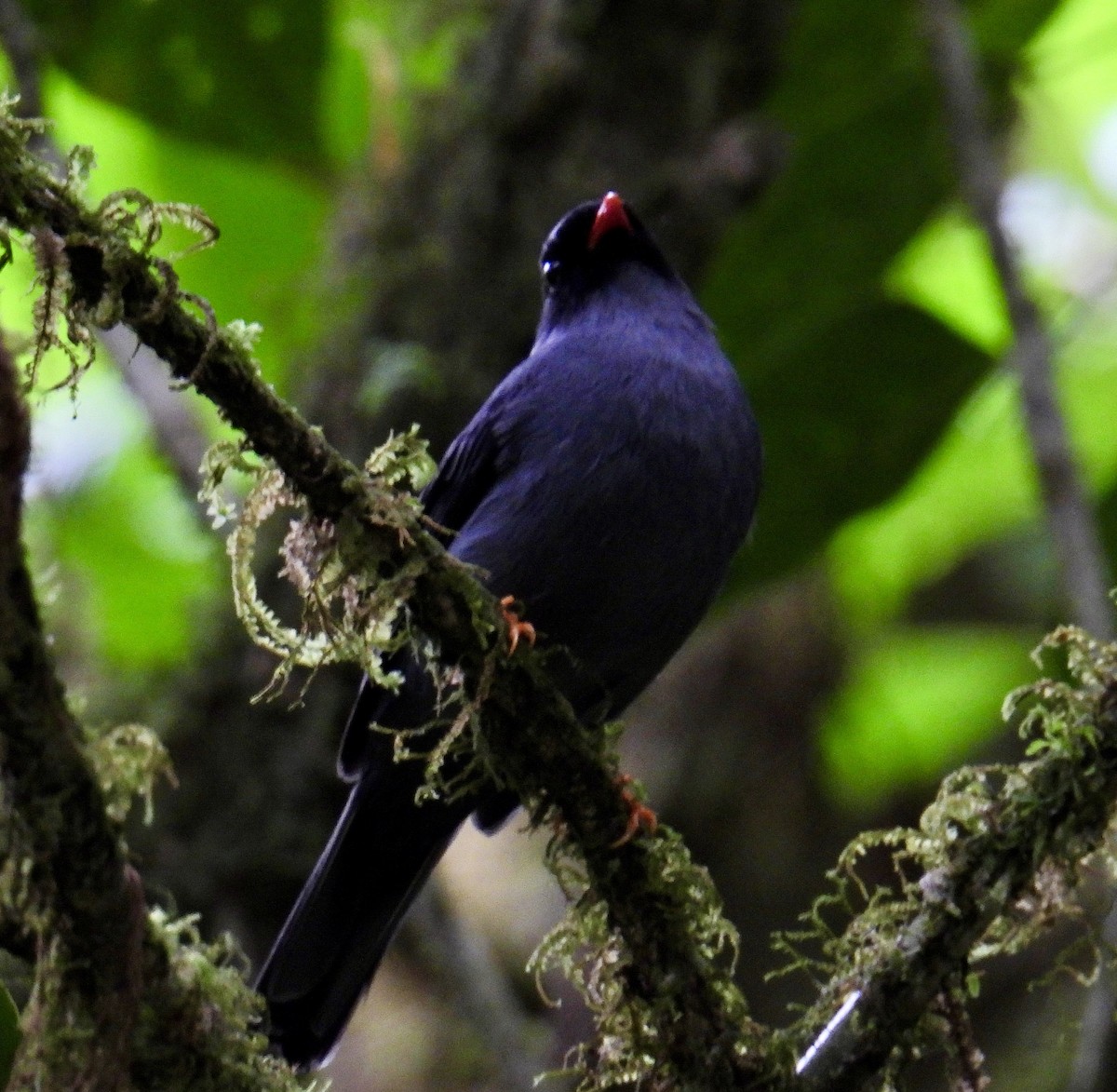 Black-faced Solitaire - ML649929421