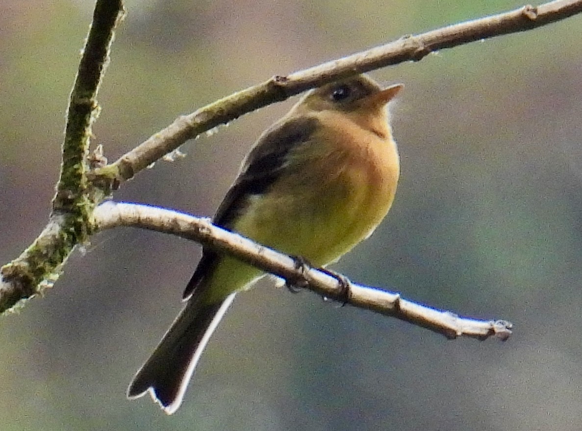 Tufted Flycatcher - ML649929485