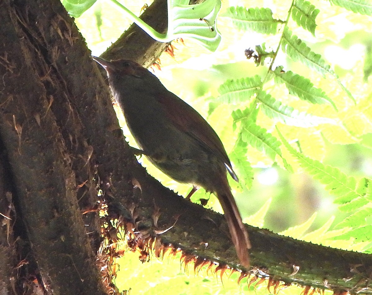 Red-faced Spinetail - ML649929532