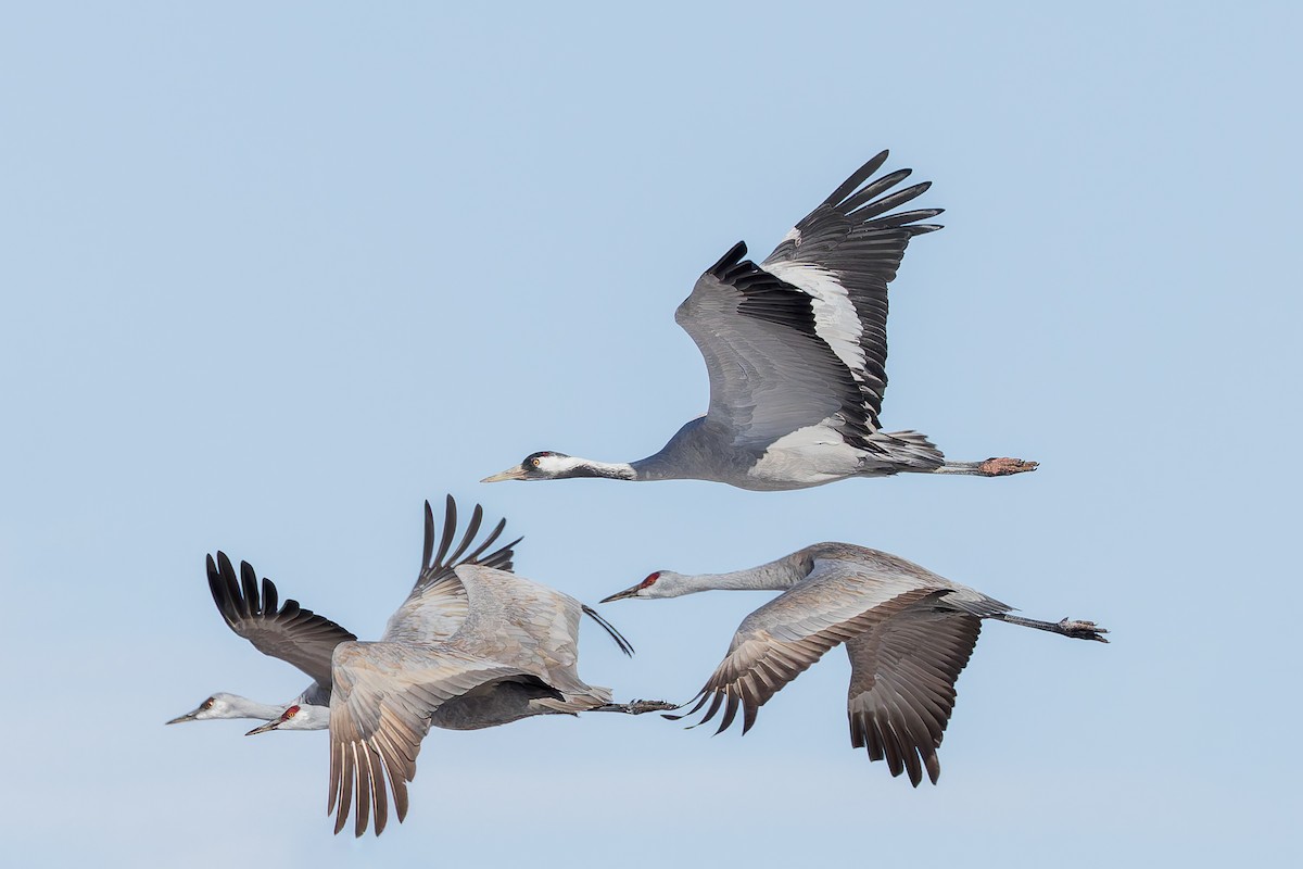 Kurrilo arrunta - ML649930012