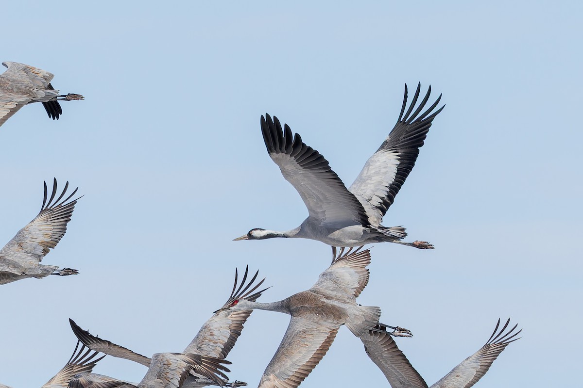 Kurrilo arrunta - ML649930016