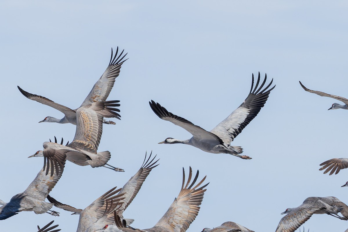 Kurrilo arrunta - ML649930020