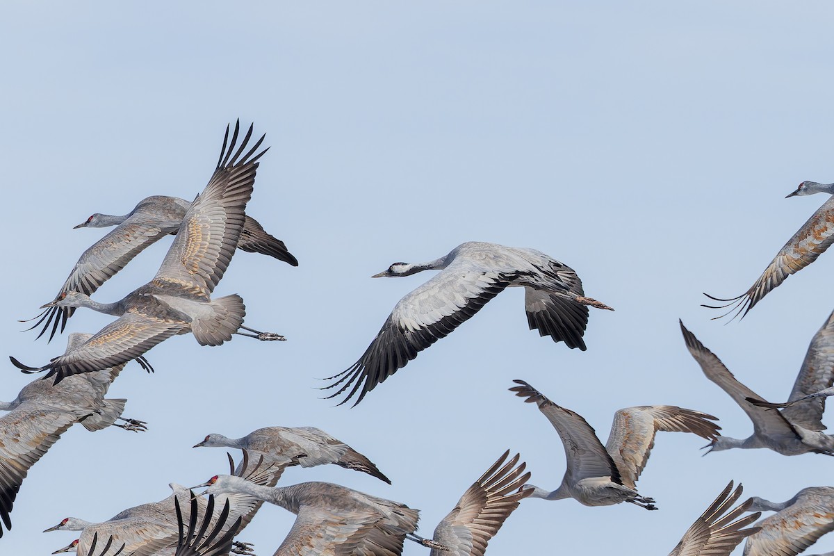 Kurrilo arrunta - ML649930021