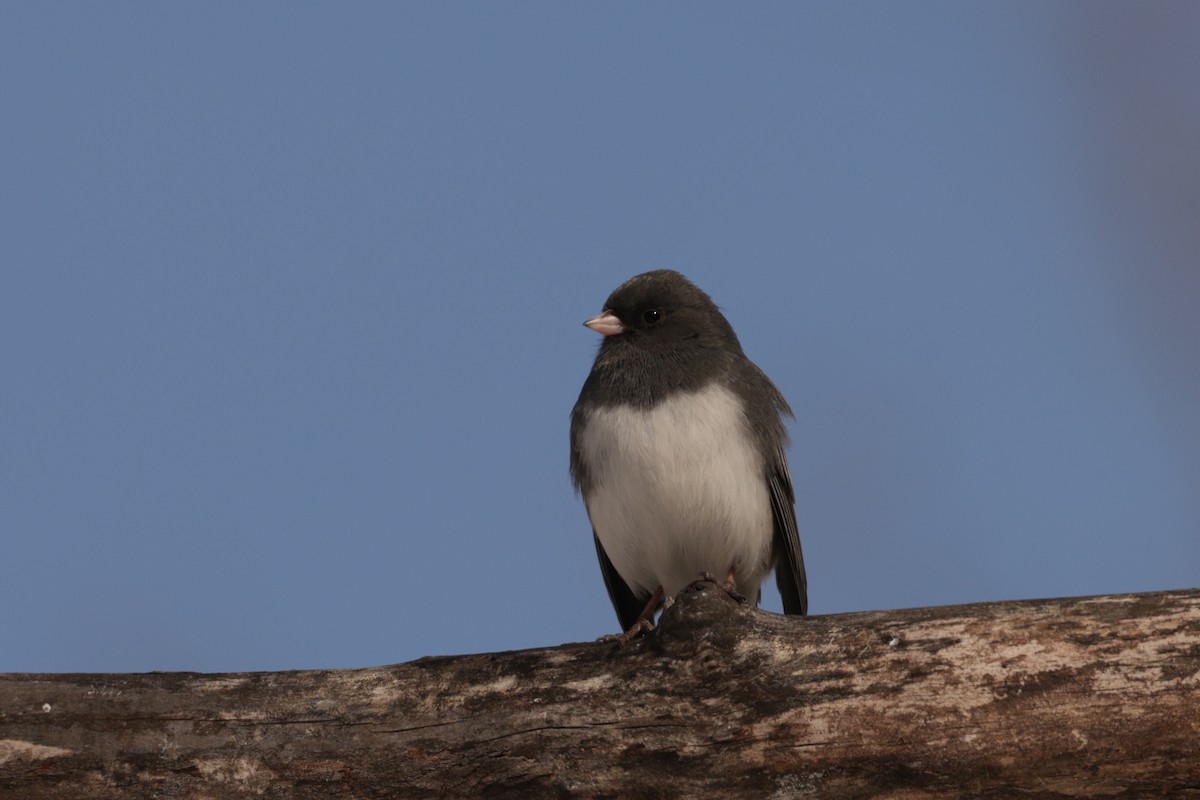 Dark-eyed Junco - ML649930022