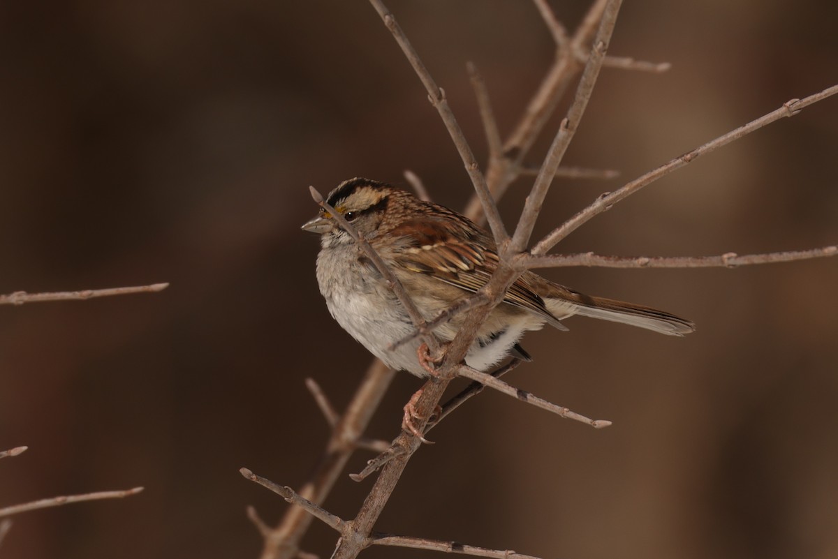 White-throated Sparrow - ML649930028