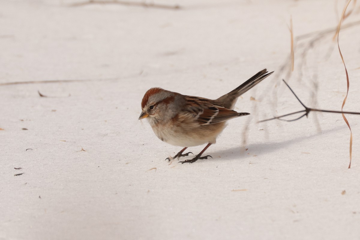 Baumammer - ML649930032