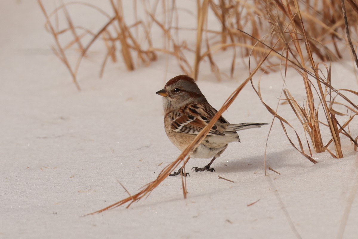 Baumammer - ML649930033