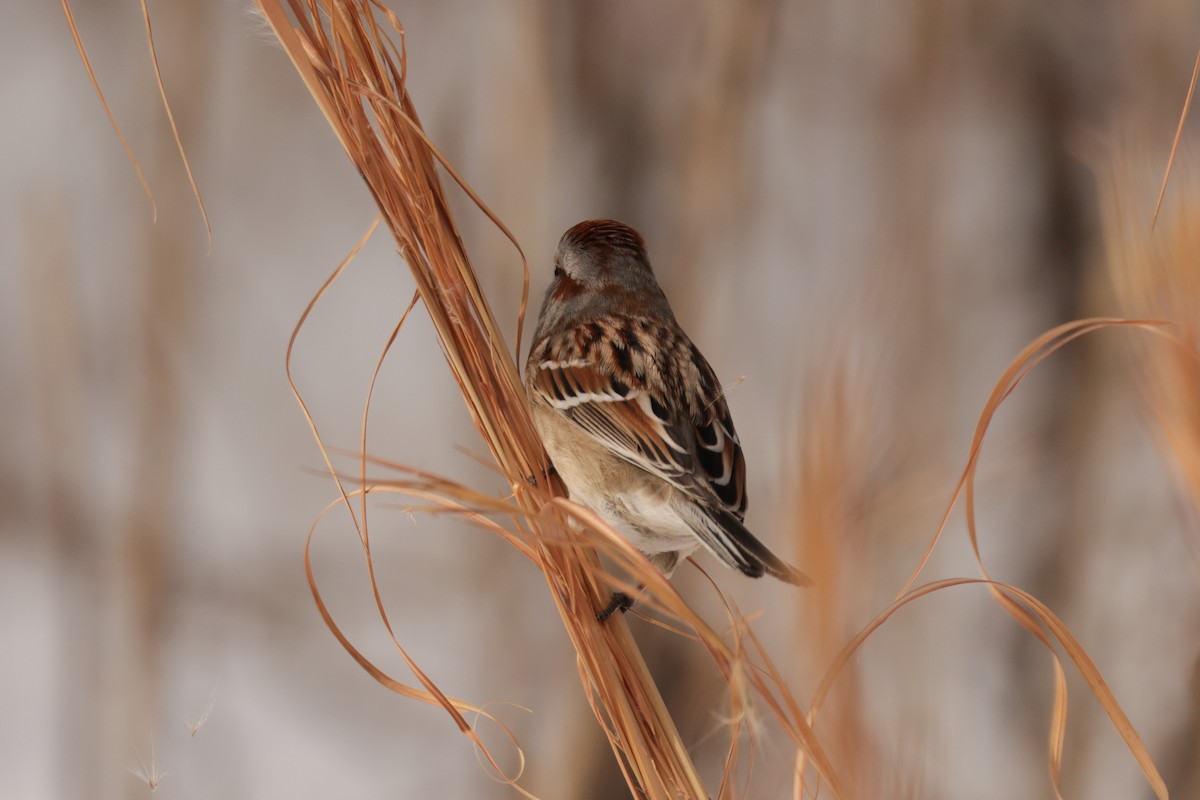 Baumammer - ML649930034