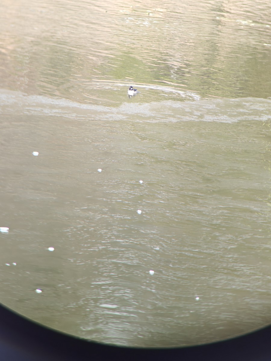 Bufflehead - ML649930163