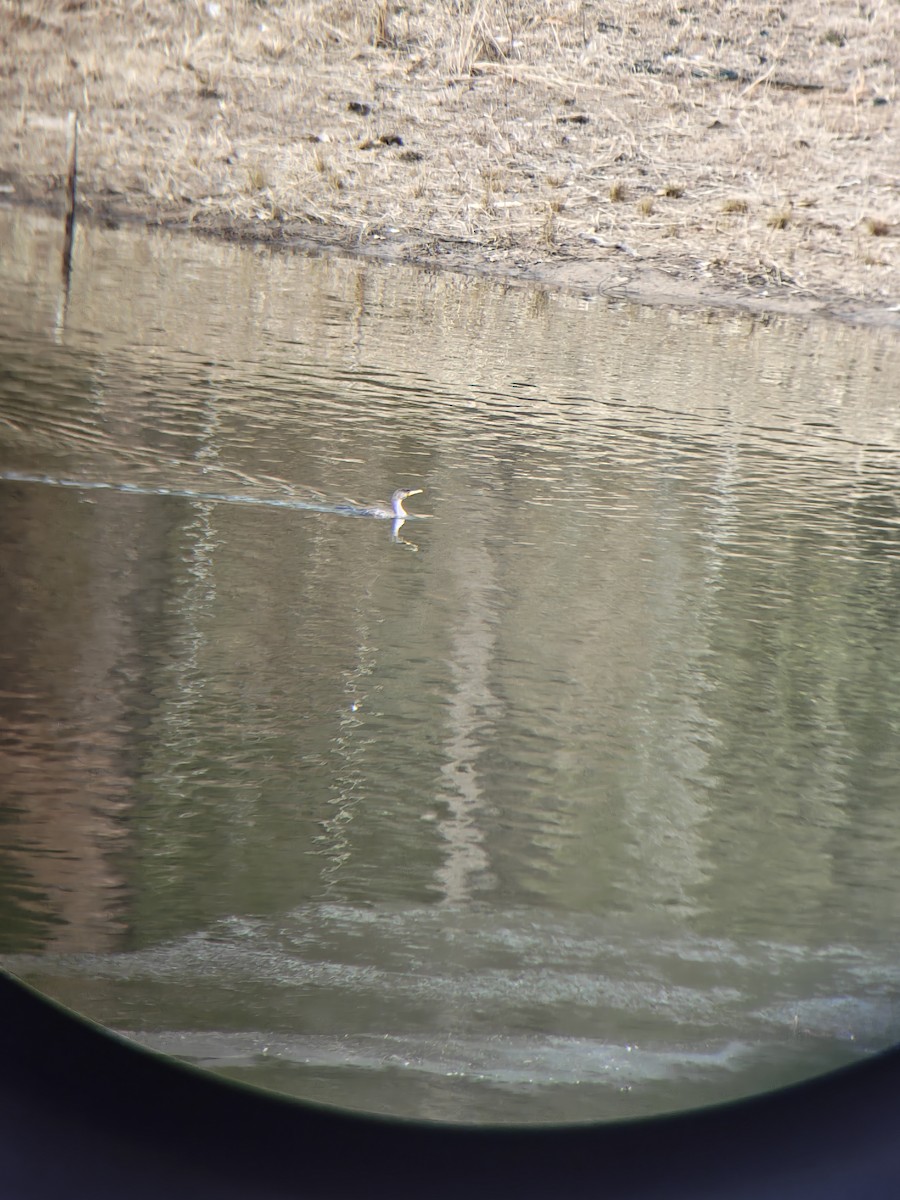 Double-crested Cormorant - ML649930166